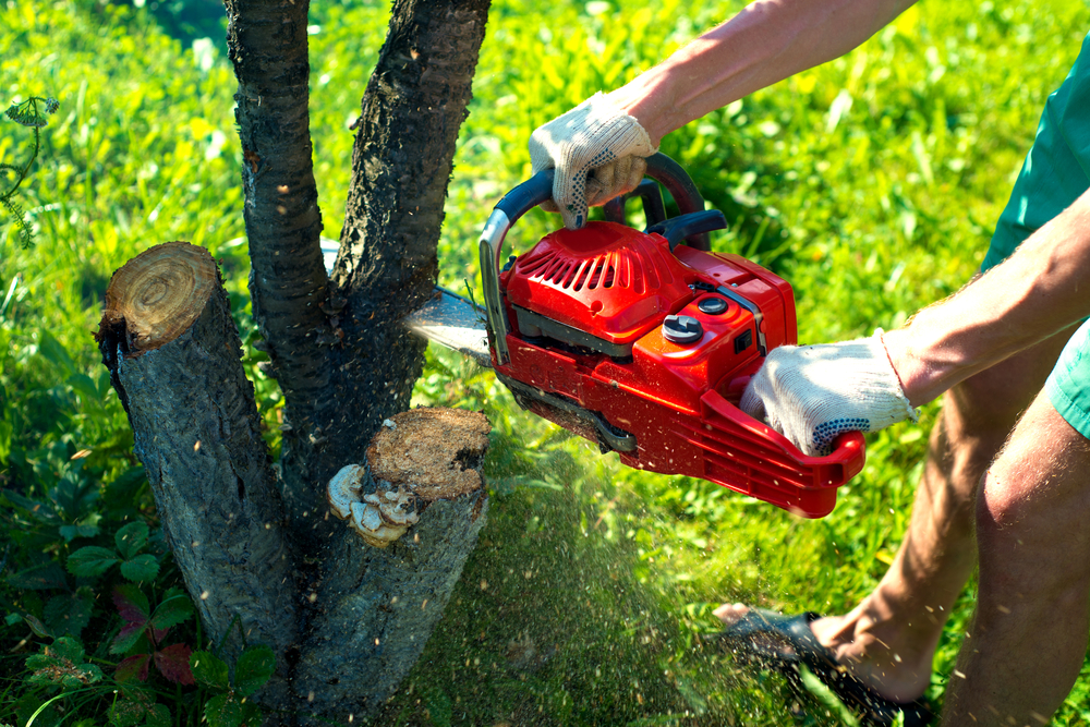 Tree Removal in Pembroke Pines, FL - Costs 07 / 2021 - homeyou