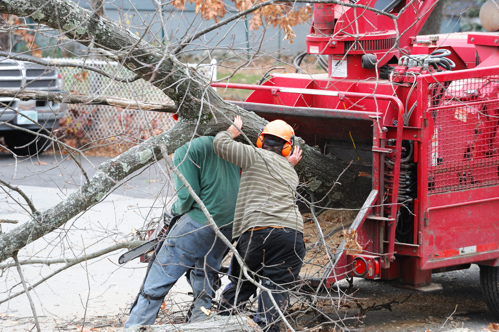 Emergency Tree removal Pembroke FL